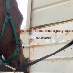 Cabresto Trailer