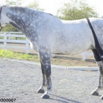 STIFLE ICE HORSE